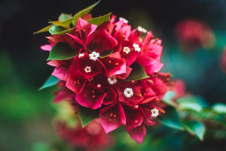Buchete de flori speciale pentru evenimente de neuitat din viata ta